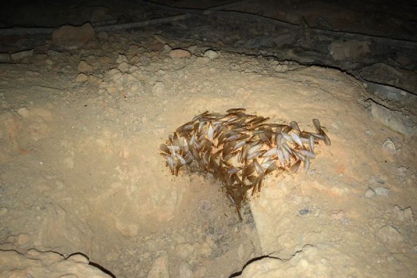 Greenhalgh Pest Termite Control 2