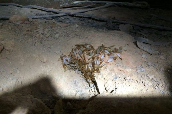 Greenhalgh Pest Termite Control